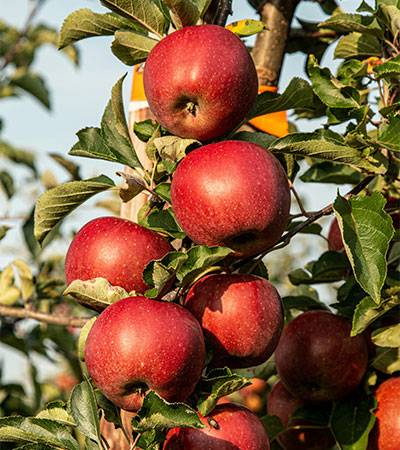 Flamm Orchard apples ready to be picked from the branch.