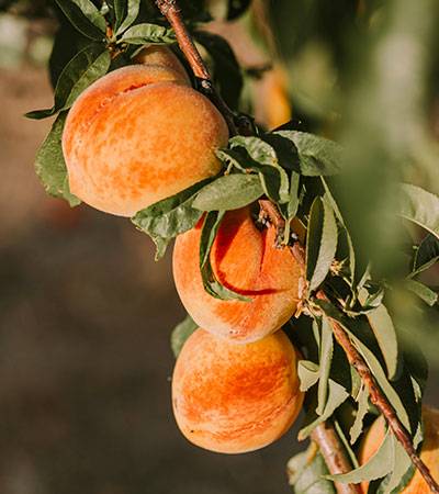 Flamm Orchard peaches that are ready to be picked from the branch.