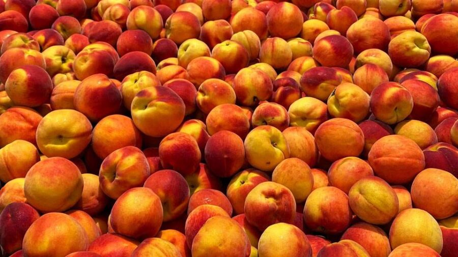 Flamm Orchards pile of ready to eat peaches from the farm store located in Cobden, IL.
